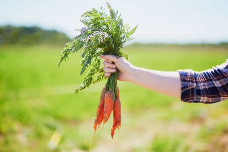 Closeup of woman's hand holding fresh ripe organic carrots. Farm and gardening conceptの写真素材