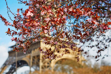 Pink cherry blossomflowers in full bloom and the Eiffel tower. Spring in Paris, Franceの写真素材