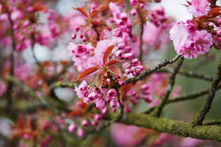Beautiful cherry blossom branch in park on a spring day