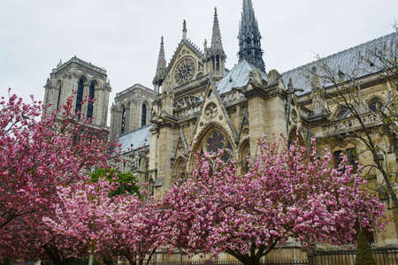 Cathedral Notre-Dame de Paris with beautiful cherry blossom trees in full bloom. Spring in France conceptの写真素材