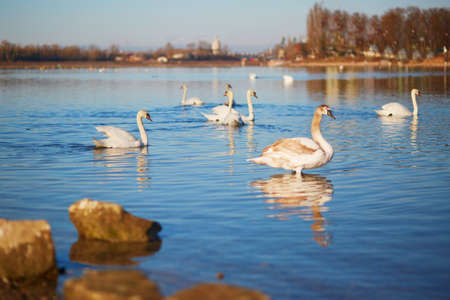 Many white swans in the river on a sunny dayの写真素材
