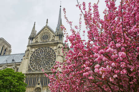 Cathedral Notre-Dame de Paris with beautiful cherry blossom trees in full bloom. Spring in France conceptの写真素材