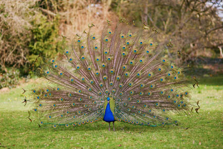 Peacock showing its beautiful green tail feathersの写真素材