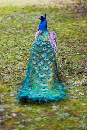 Peacock showing its beautiful green tail feathersの写真素材