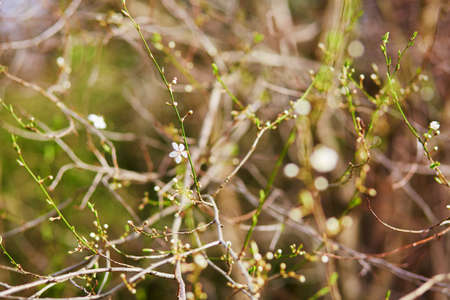 Tree branch with first spring flowers on it