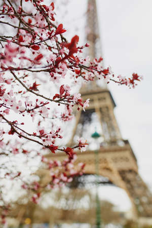 Cherry blossom season in Paris, France. Branch with first pink flowers in the beginning of March and Eiffel tower in the backgroundの写真素材