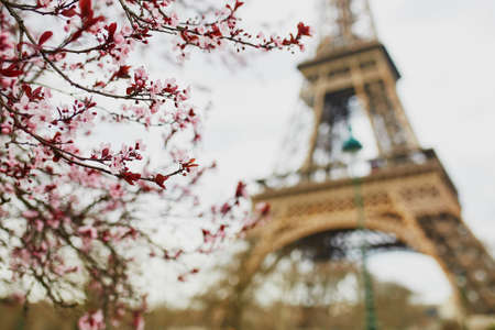 Cherry blossom season in Paris, France. Branch with first pink flowers in the beginning of March and Eiffel tower in the backgroundの写真素材