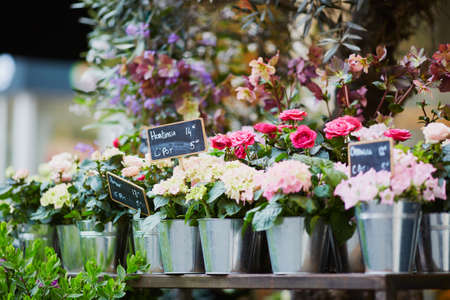 Outdoor flower market with in Paris, Franceの写真素材