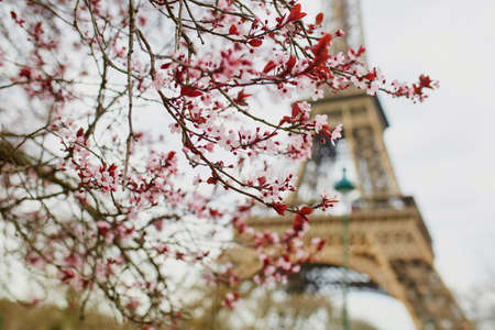 Cherry blossom season in Paris, France. Branch with first pink flowers in the beginning of March and Eiffel tower in the backgroundの写真素材