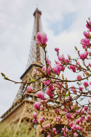 Magnolia flowers in full bloom with Eiffel tower in the background. Early spring in Paris, France