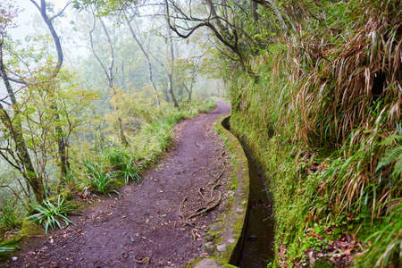 Levada walk through laurel forest near Ribeiro Frio on misty foggy day. Popular touristic hiking activity on Madeira island, Portugalの写真素材