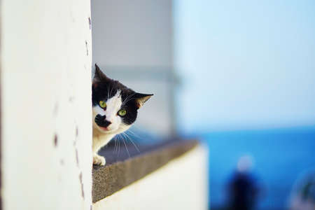 Curious black and white cat with green eyes looking out of the wall