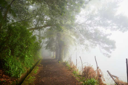 Levada walk through laurel forest near Ribeiro Frio on misty foggy day. Popular touristic hiking activity on Madeira island, Portugalの写真素材