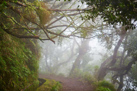 Levada walk through laurel forest near Ribeiro Frio on misty foggy day. Popular touristic hiking activity on Madeira island, Portugalの写真素材