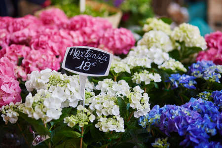 Hydrangea on French flower market in Paris, Franceの写真素材