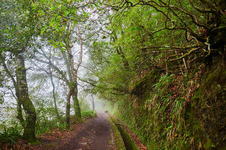 Levada walk through laurel forest near Ribeiro Frio on misty foggy day. Popular touristic hiking activity on Madeira island, Portugalの写真素材