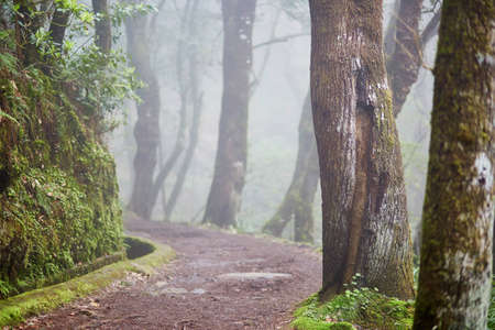 Levada walk through laurel forest near Ribeiro Frio on misty foggy day. Popular touristic hiking activity on Madeira island, Portugalの写真素材