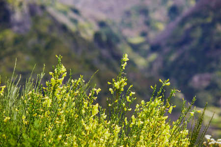 Yellow hypericum growing in mountains on Madeira island, Portugalの写真素材