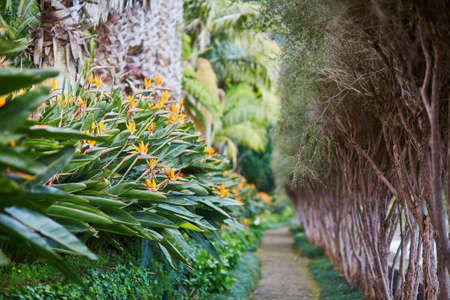 Strelitzia Reginae or bird of paradise flowers on Madeira island, Portugalの写真素材