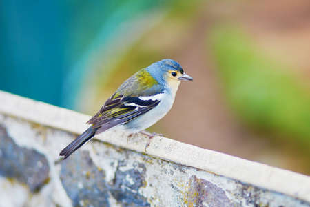 Closeup of colorful Madeiran chaffinch, bird endemic to the Portuguese island of Madeira.の写真素材