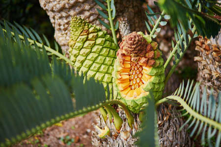 Encephalartos transvenosus in tropical garden of Funchal, Madeira island, Portugalの写真素材