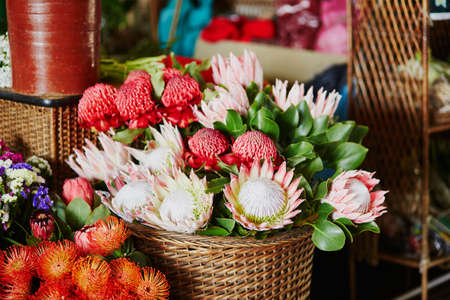 Beautiful protea flowers at famous Mercado dos Lavradores market in Funchal, Madeira island, Portugalの写真素材