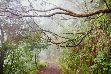 Levada walk through laurel forest near Ribeiro Frio on misty foggy day. Popular touristic hiking...