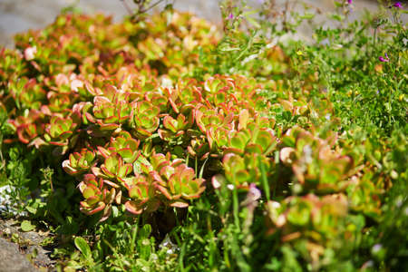 Succulents growing on rocks on Madeira island, Portugal