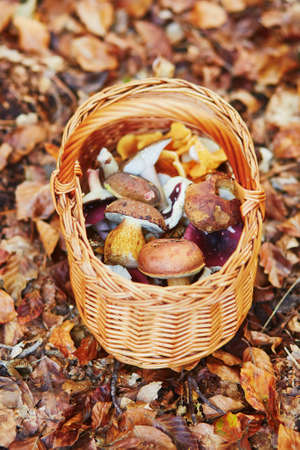 Basket full of boletus mushrooms in forest on a fall dayの写真素材
