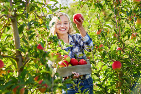 Woman holding crate with ripe red apples on farm. Autumn, harvest and gardening conceptの写真素材