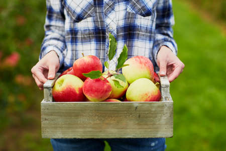 Woman holding crate with ripe red apples on farm. Autumn, harvest and gardening concept