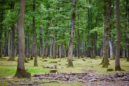 Beautiful mixed pine and deciduous forest in Franceの写真素材
