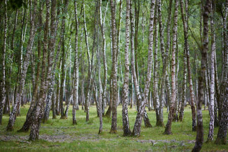 Beautiful birch forest in France