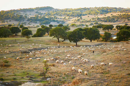 Sheep herd on pasture in Sardinia, Italyの写真素材