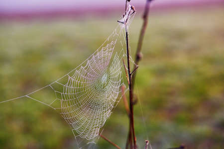 Water droplets on a spider web at early morning in the countrysideの写真素材