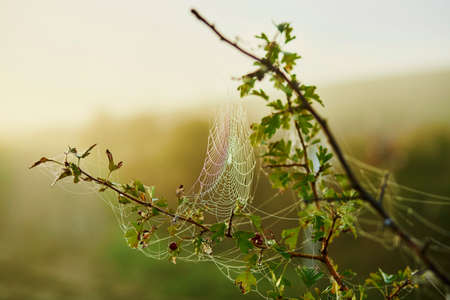 Water droplets on a spider web at early morning in the countrysideの写真素材