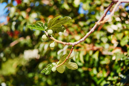 Green figs on tree branch on a sunny day