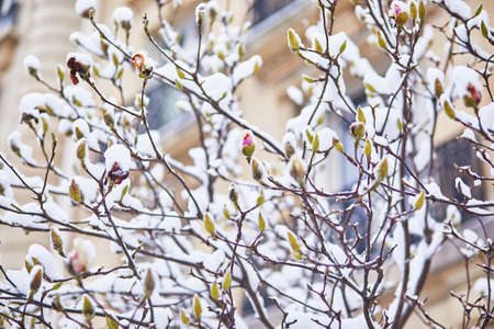 Snow covering branches of magnolia tree with flower buds. Unusual weather conditions in Paris, Franceの写真素材