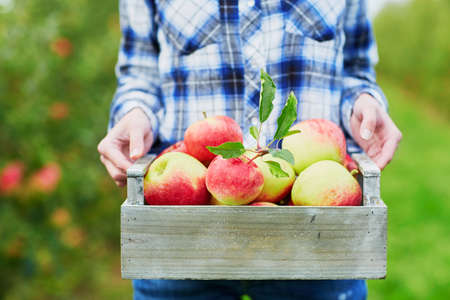 Woman picking ripe organic apples in wooden crate in orchard or on farm on a fall dayの写真素材