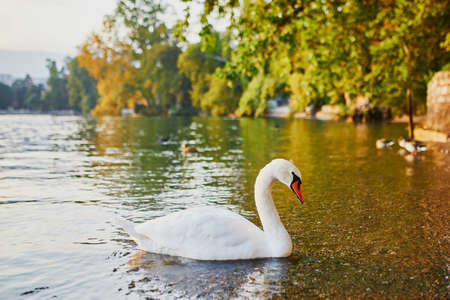 Swan on the lake Lugano in Lugano, canton of Ticino, Switzerlandの写真素材