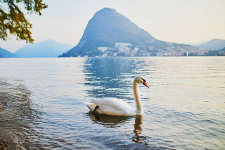 Swan on the lake Lugano in Lugano, canton of Ticino, Switzerlandの写真素材