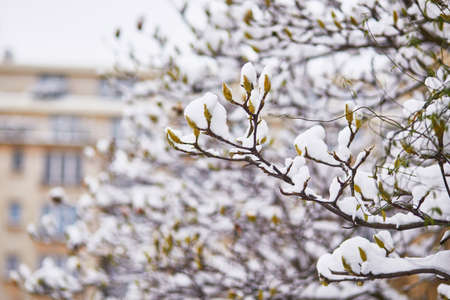 Snow covering branches of magnolia tree with flower buds. Unusual weather conditions in Paris,...