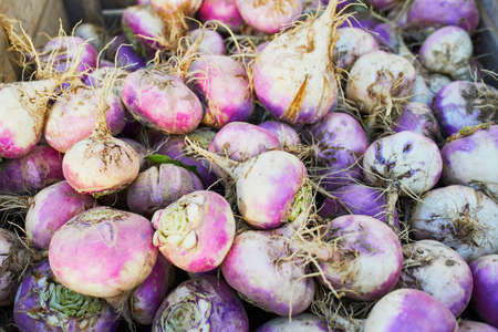 Many ripe organic turnips on farm or marketの写真素材