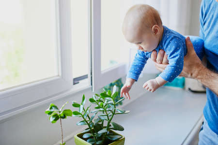 Little baby girl touching green plant at home. Father holding his little daughter and showing her flowers. Kid exploring objects around herの写真素材