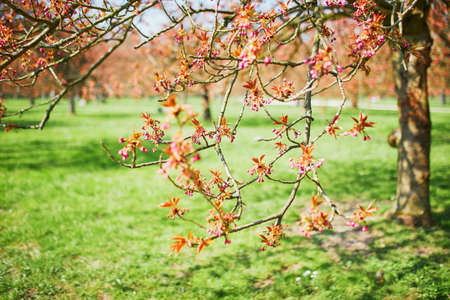 Branch of a cherry tree with pink flowers starting to bloom. Cherry blossom season at spring