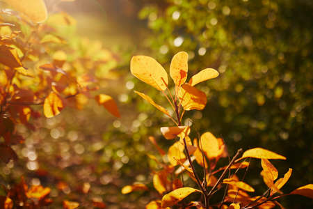 Closeup of colorful bright autumn leaves on a tree or bushの写真素材