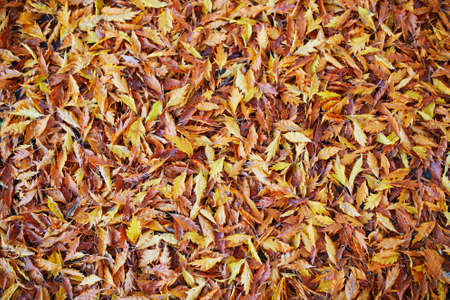 Grass covered with bright and colorful autumn maple leaves on a fall day
