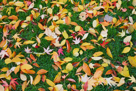 Grass covered with bright and colorful autumn maple leaves on a fall day