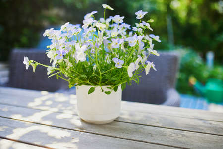Pot of blue and purple pansies (viola tricolor) on a wooden table