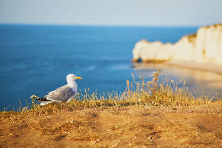 Seagull on the top of a cliff in Etretat, French village know for its beautiful white chalk cliffs...